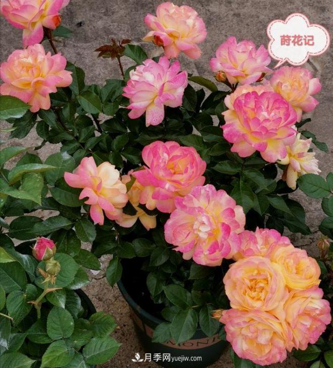 月季冬剪養(yǎng)護(hù)，豈能“統(tǒng)一行動(dòng)”？此篇揭開冬剪時(shí)間之謎(圖3)