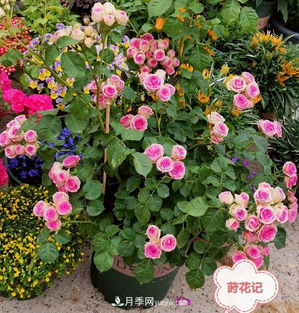 月季冬剪養(yǎng)護(hù)，豈能“統(tǒng)一行動(dòng)”？此篇揭開冬剪時(shí)間之謎(圖4)