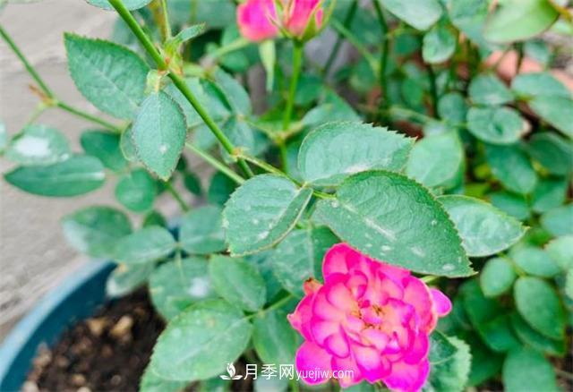 做為一個養(yǎng)花人，我和宿遷月季的不解之緣(圖2)