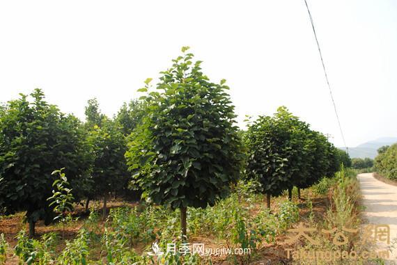 南陽南召：玉蘭苗木產(chǎn)業(yè) 飄香名揚天下(圖3)
