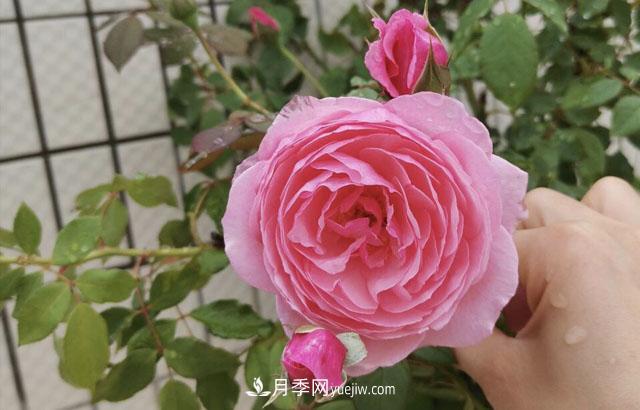適合在北向陽(yáng)臺(tái)養(yǎng)的5個(gè)月季品種，輕松開花(圖1)