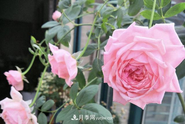 適合在北向陽(yáng)臺(tái)養(yǎng)的5個(gè)月季品種，輕松開花(圖2)
