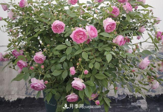 適合在北向陽(yáng)臺(tái)養(yǎng)的5個(gè)月季品種，輕松開花(圖3)