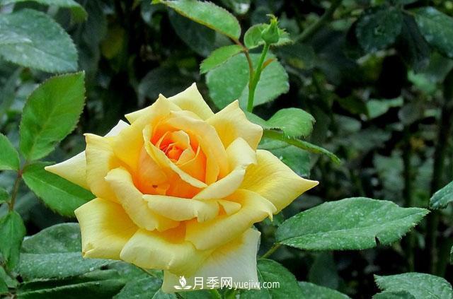 月季花5條養(yǎng)殖方法，花期長(zhǎng)達(dá)180天，香味濃郁撲滿鼻(圖1)