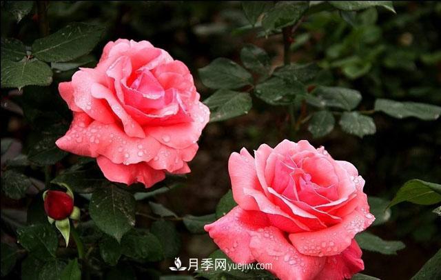 月季花5條養(yǎng)殖方法，花期長(zhǎng)達(dá)180天，香味濃郁撲滿鼻(圖2)