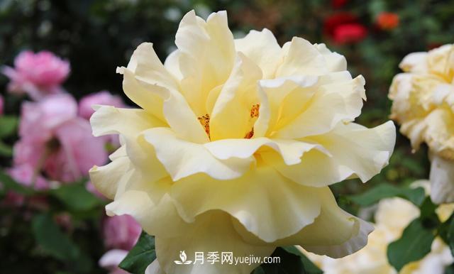 集齊這10種顏色的月季花品種，你就是花界大神，打開眼界(圖2)