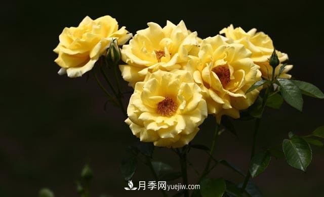 集齊這10種顏色的月季花品種，你就是花界大神，打開眼界(圖3)