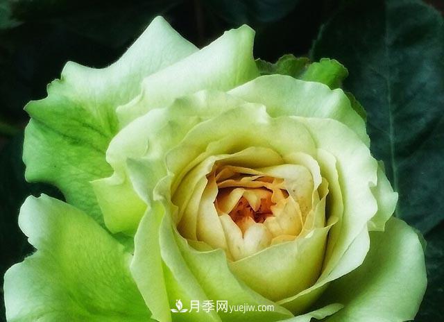 集齊這10種顏色的月季花品種，你就是花界大神，打開眼界(圖4)