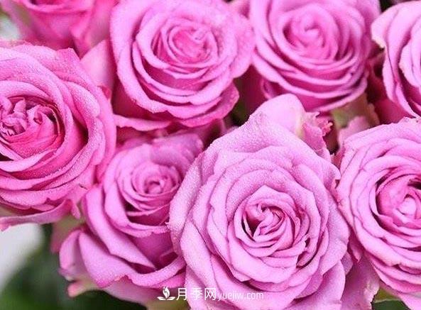 集齊這10種顏色的月季花品種，你就是花界大神，打開眼界(圖7)