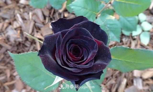集齊這10種顏色的月季花品種，你就是花界大神，打開眼界(圖8)