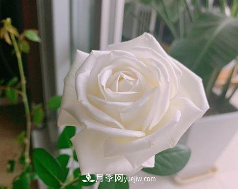 集齊這10種顏色的月季花品種，你就是花界大神，打開眼界(圖9)