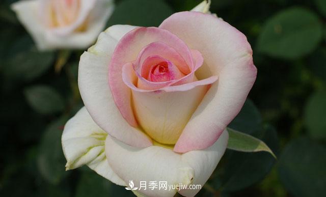 集齊這10種顏色的月季花品種，你就是花界大神，打開眼界(圖10)