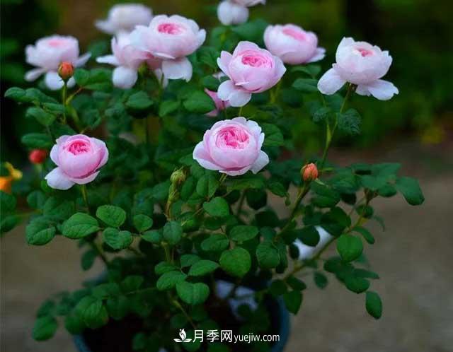 月季花容易招蟲，盆里丟兩種東西殺菌滅蟲效果好(圖2)