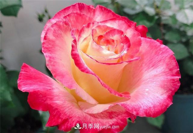 月季紅雙喜，養(yǎng)護簡單開花多，只要4招1年開花10個月(圖2)