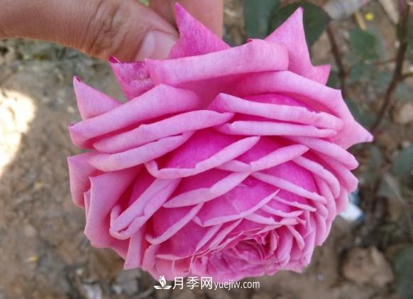 10款月季花，花比拳頭大，隨便一棵就能長(zhǎng)一院子(圖1)