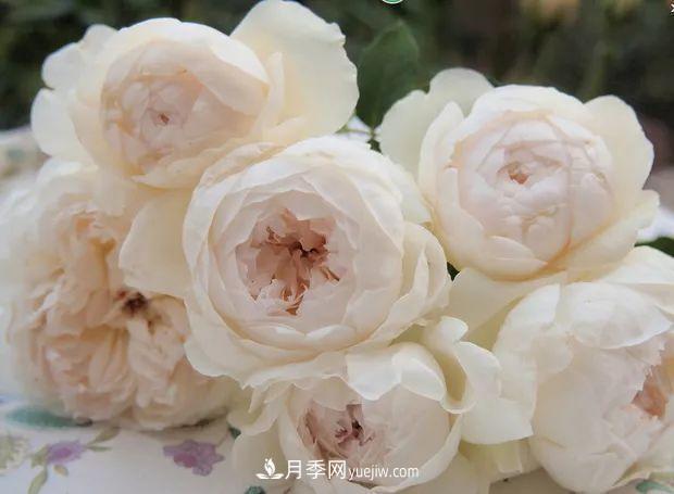10款月季花，花比拳頭大，隨便一棵就能長(zhǎng)一院子(圖4)