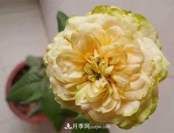 10款月季花，花比拳頭大，隨便一棵就能長(zhǎng)一院子(圖8)