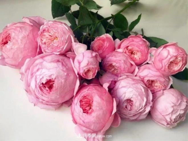 10款月季花，花比拳頭大，隨便一棵就能長(zhǎng)一院子(圖10)
