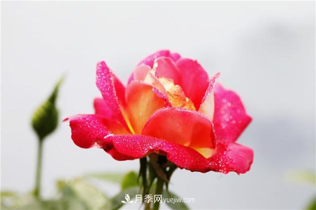秋冬季節(jié)，月季花如何施肥和除蟲(圖1)
