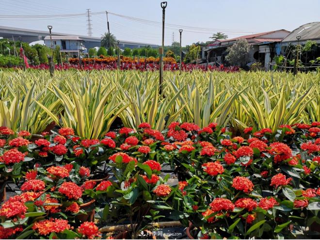 廣東省中山市橫欄鎮(zhèn)，這個(gè)3萬畝的花木之鄉(xiāng)，畝均年產(chǎn)值竟達(dá)10萬元(圖4)