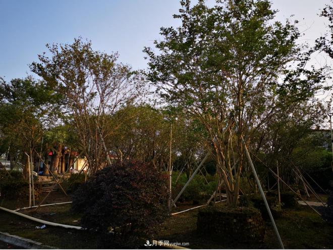 廣東省中山市橫欄鎮(zhèn)，這個(gè)3萬畝的花木之鄉(xiāng)，畝均年產(chǎn)值竟達(dá)10萬元(圖7)