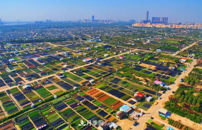 廣東省中山市橫欄鎮(zhèn)，這個(gè)3萬畝的花木之鄉(xiāng)，畝均年產(chǎn)值竟達(dá)10萬元(圖1)