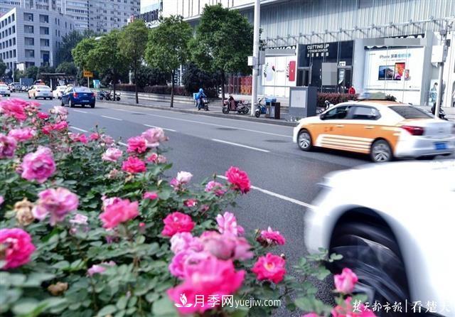相約金秋，一場(chǎng)月季旋風(fēng)吹遍武漢漢陽(yáng)三鎮(zhèn)！氣場(chǎng)強(qiáng)大堪比春天(圖2)