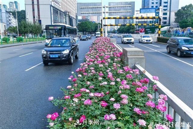 相約金秋，一場(chǎng)月季旋風(fēng)吹遍武漢漢陽(yáng)三鎮(zhèn)！氣場(chǎng)強(qiáng)大堪比春天(圖3)