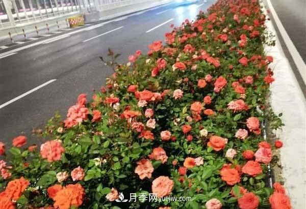 相約金秋，一場(chǎng)月季旋風(fēng)吹遍武漢漢陽(yáng)三鎮(zhèn)！氣場(chǎng)強(qiáng)大堪比春天(圖4)
