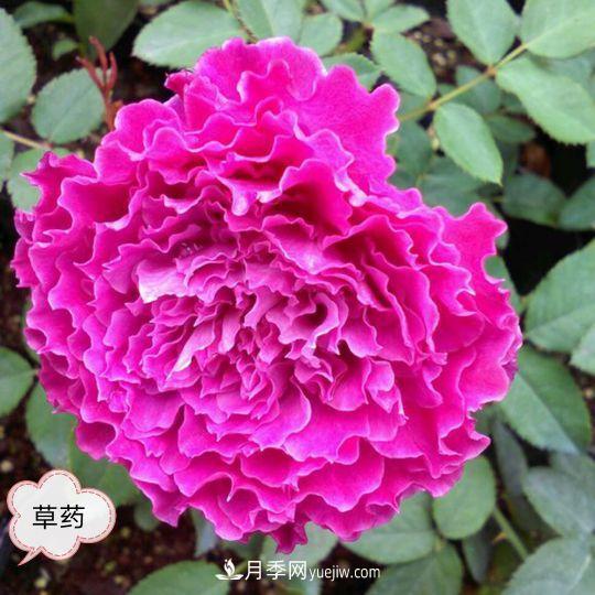 十月，月季栽種好時(shí)節(jié)，一堆月季小苗品種推薦(圖1)