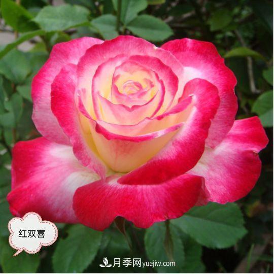 十月，月季栽種好時(shí)節(jié)，一堆月季小苗品種推薦(圖25)
