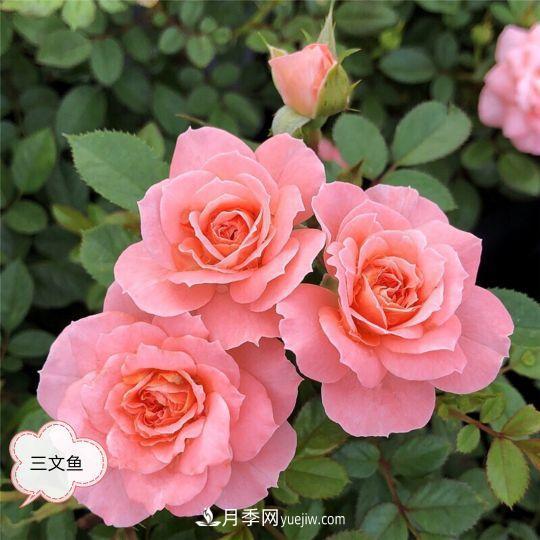 十月，月季栽種好時(shí)節(jié)，一堆月季小苗品種推薦(圖23)