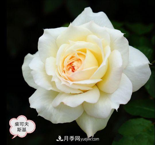 十月，月季栽種好時(shí)節(jié)，一堆月季小苗品種推薦(圖18)
