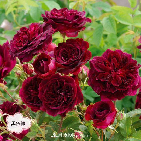 十月，月季栽種好時(shí)節(jié)，一堆月季小苗品種推薦(圖15)