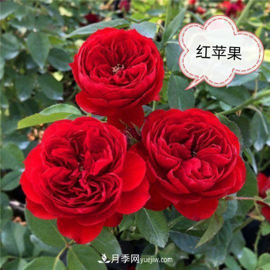 十月，月季栽種好時(shí)節(jié)，一堆月季小苗品種推薦(圖4)