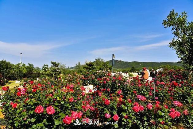 萊州月季之都，***浪漫的月季花海！看這里！(圖1)