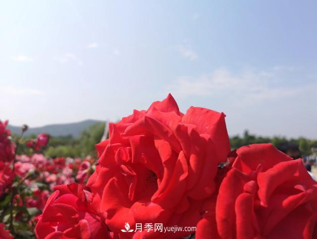 萊州月季之都，***浪漫的月季花海！看這里！(圖2)