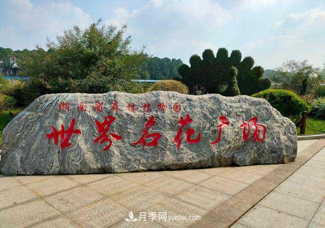 《七絕·月季花》月月飄香月月紅，丹葩弄影笑秋風(fēng)(圖2)