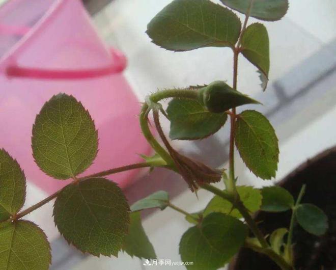 陽(yáng)臺(tái)養(yǎng)好月季花技巧，秋天也能有滿滿收獲(圖3)
