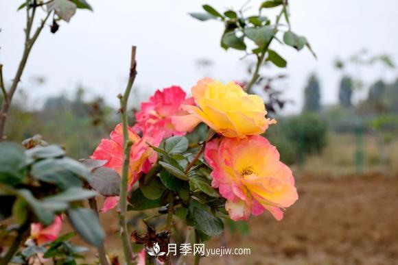 美若仙境！山東滕州市北辛街道這片醉人的月季花海等你來看(圖1)