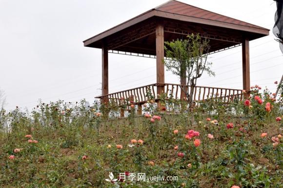 美若仙境！山東滕州市北辛街道這片醉人的月季花海等你來看(圖2)