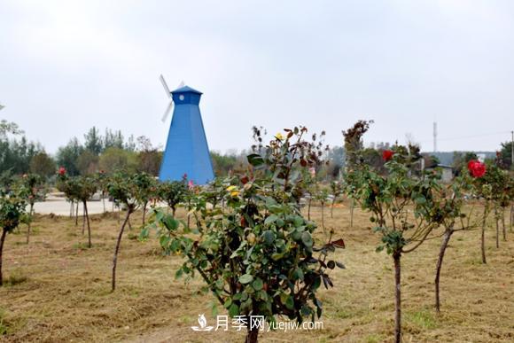美若仙境！山東滕州市北辛街道這片醉人的月季花海等你來看(圖4)