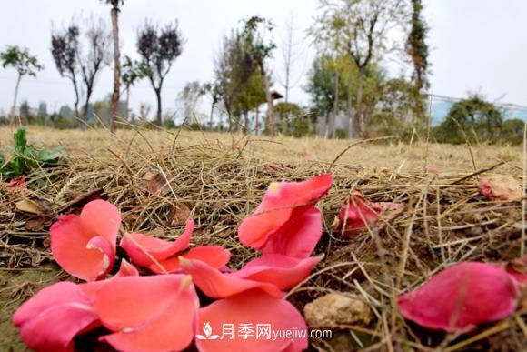 美若仙境！山東滕州市北辛街道這片醉人的月季花海等你來看(圖6)