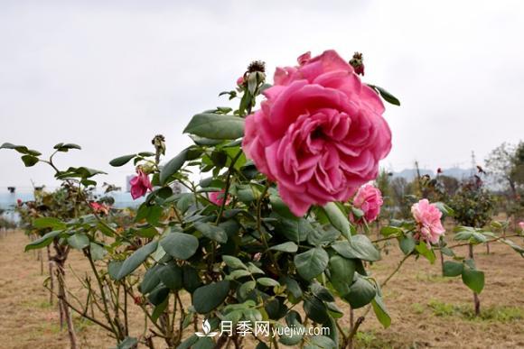 美若仙境！山東滕州市北辛街道這片醉人的月季花海等你來看(圖5)