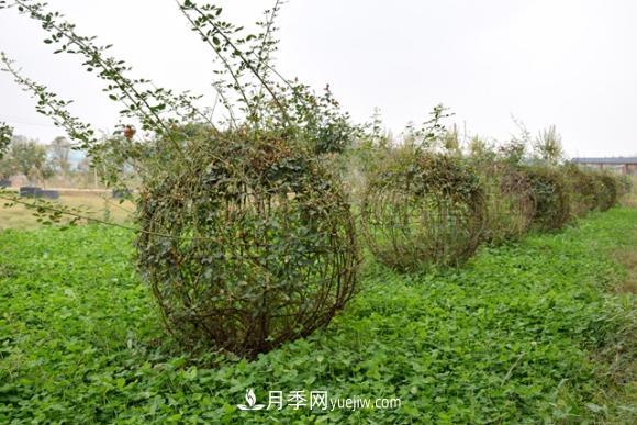 美若仙境！山東滕州市北辛街道這片醉人的月季花海等你來看(圖7)