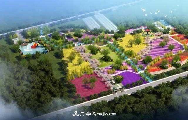 山東滕州北辛街道建成一座月季花海，總占地100畝真漂亮！(圖1)
