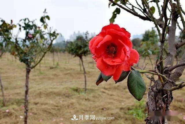 山東滕州北辛街道建成一座月季花海，總占地100畝真漂亮！(圖6)