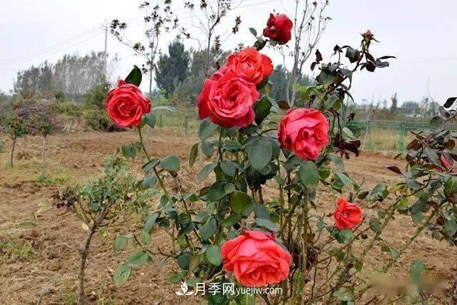 山東滕州北辛街道建成一座月季花海，總占地100畝真漂亮！(圖7)