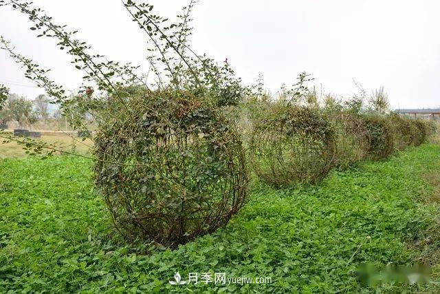 山東滕州北辛街道建成一座月季花海，總占地100畝真漂亮！(圖8)