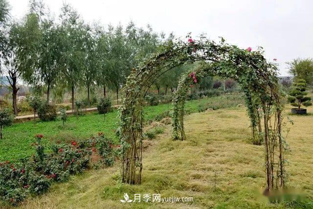 山東滕州北辛街道建成一座月季花海，總占地100畝真漂亮！(圖9)